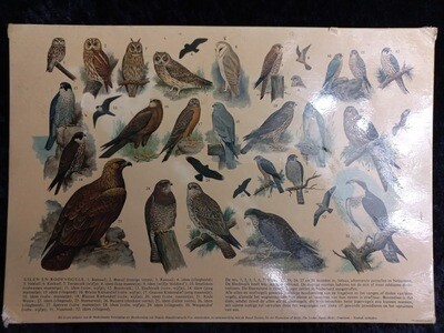 Prenten | Gebruikt | Uilen en roofvogels | Vogels | Illustratie (Karton)