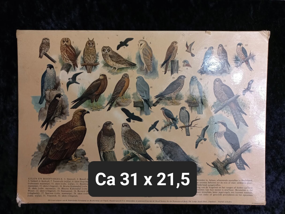 Prenten | Gebruikt | Uilen en roofvogels | Vogels | Illustratie (Karton)