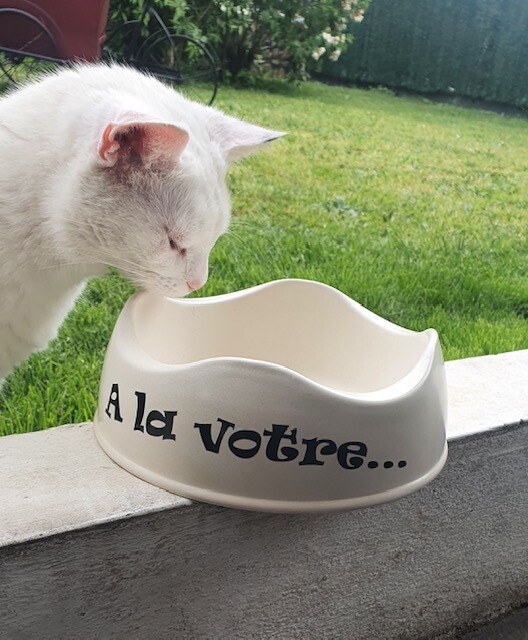 Gamelle en bambou pour chien/chat - Taille M - Nom personnalisable flex