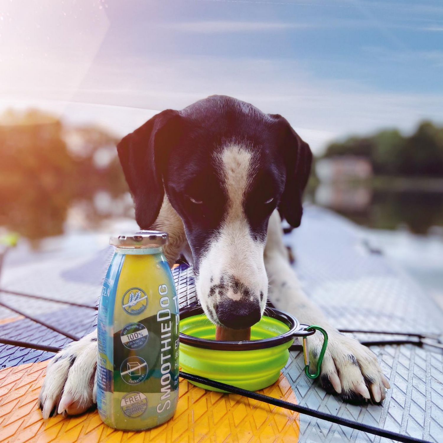 SmoothieDog - Trinkpause