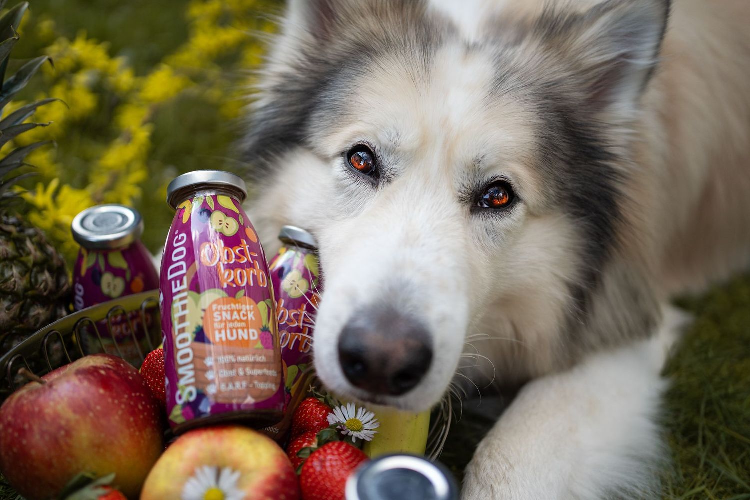 SmoothieDog - Obstkorb