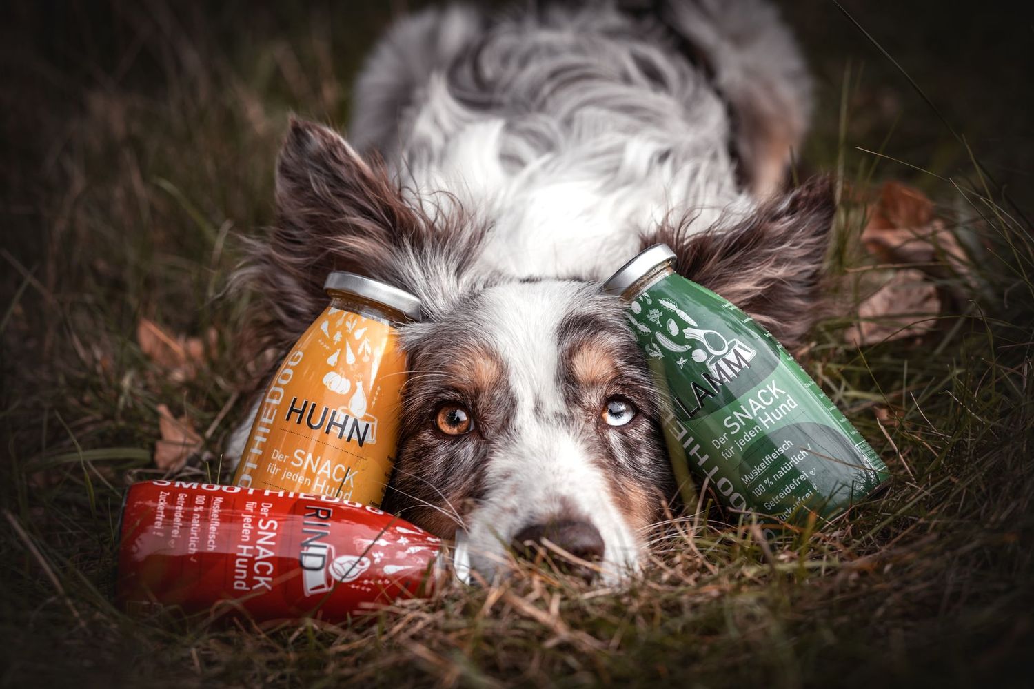 SmoothieDog - Lamm