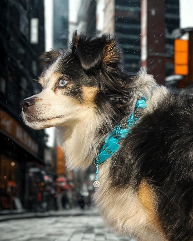 Twisted - ocean rebel