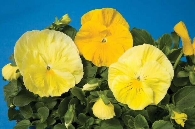 Lemon Shades Pansy