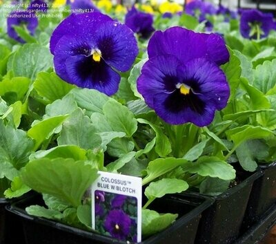 Colossus Deep Blue with Blotch pansy 4 pack