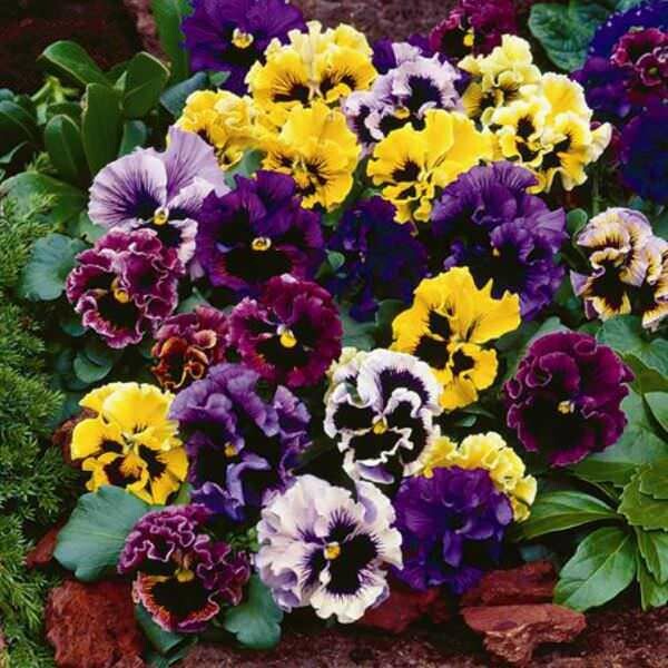 Frizzle Sizzle Mix pansy 4 pack