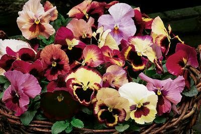 Delta Premium Tapestry 4 pack pansy