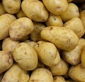 Yukon Gold Seed Potato