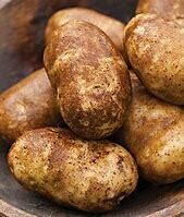 Norkota Russets