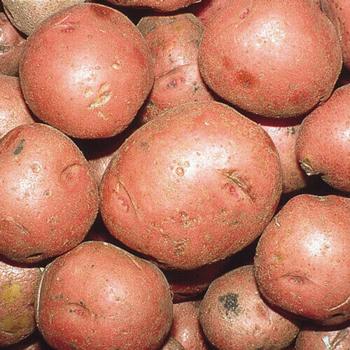 Early Red Norland Seed Potato