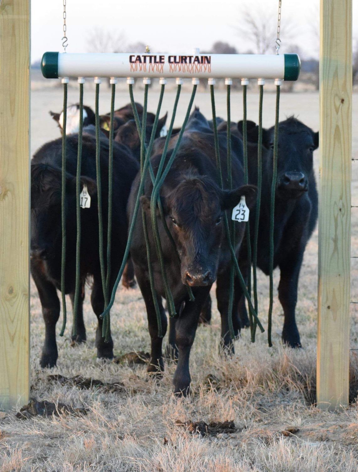 Cattle Curtain Cattle Curtain