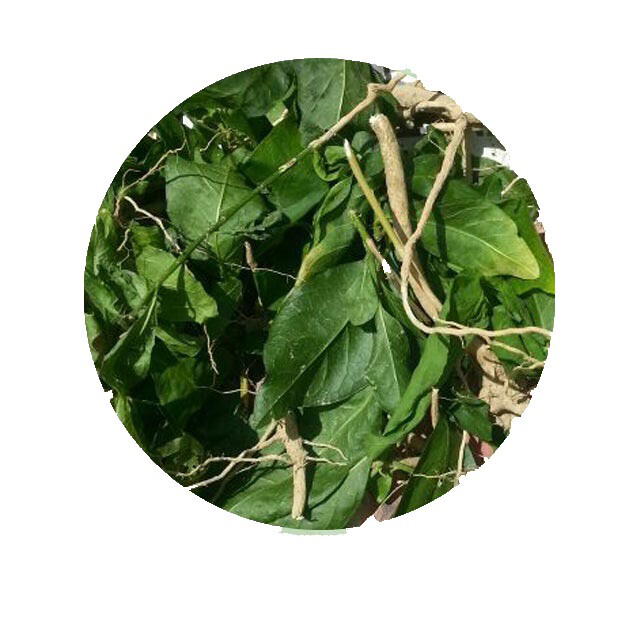 Jamaican Guinea Hen Leaf