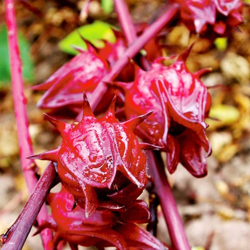 Dried Sorrel (Hibiscus)