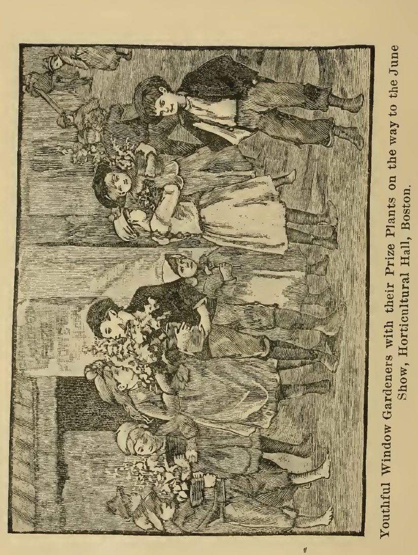 $2 Download. Window Gardening: How to Make Home Plants Bloom. 1877 – 294p