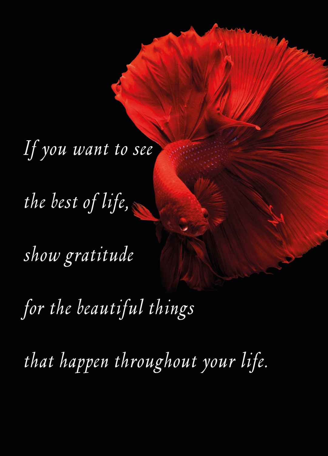 Premium Gratitude Cards: Red Fish