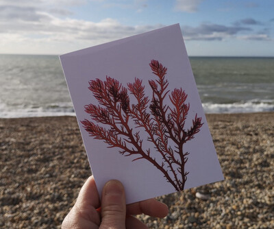 Seaweed Print Notecard - Cocks Comb