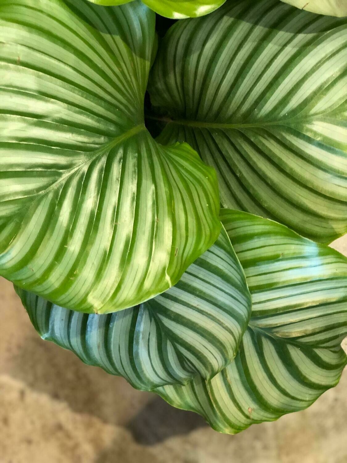 CALATHEA ORBIFOLIA