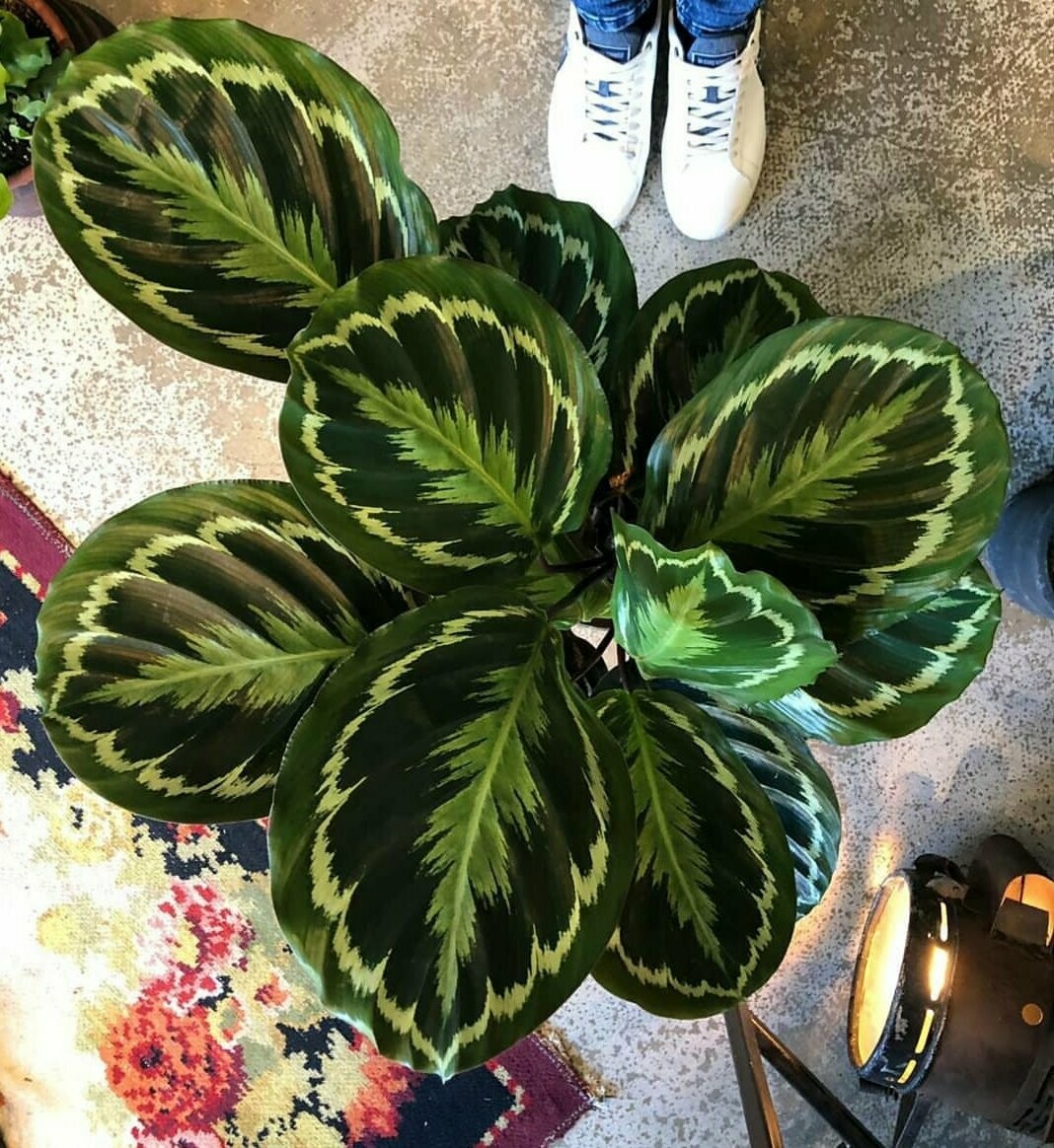 CALATHEA MEDALLION - קלתאה מדליון