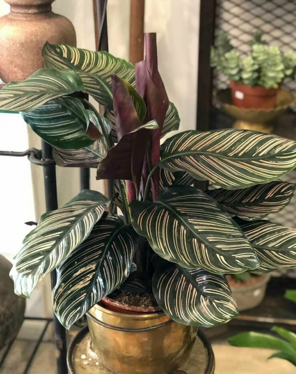 CALATHEA ORNATA