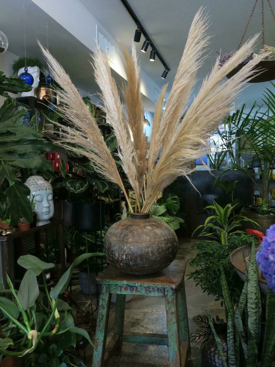 ענף פמפס מיובש