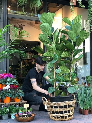 פיקוס כינורי - FICUS LYRATA