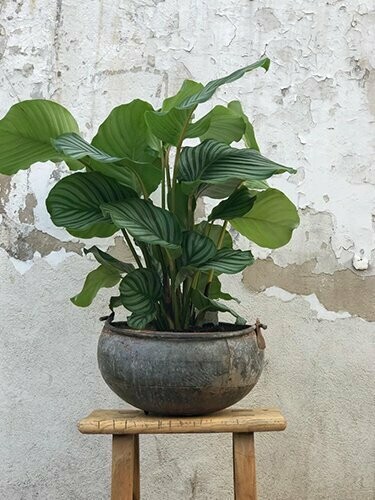 CALATHEA ORBIFOLIA - קלתאה אורביפוליה