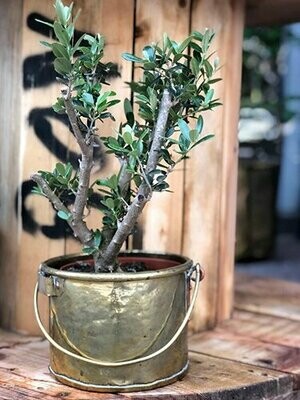 עץ זית ננסי - Olive tree