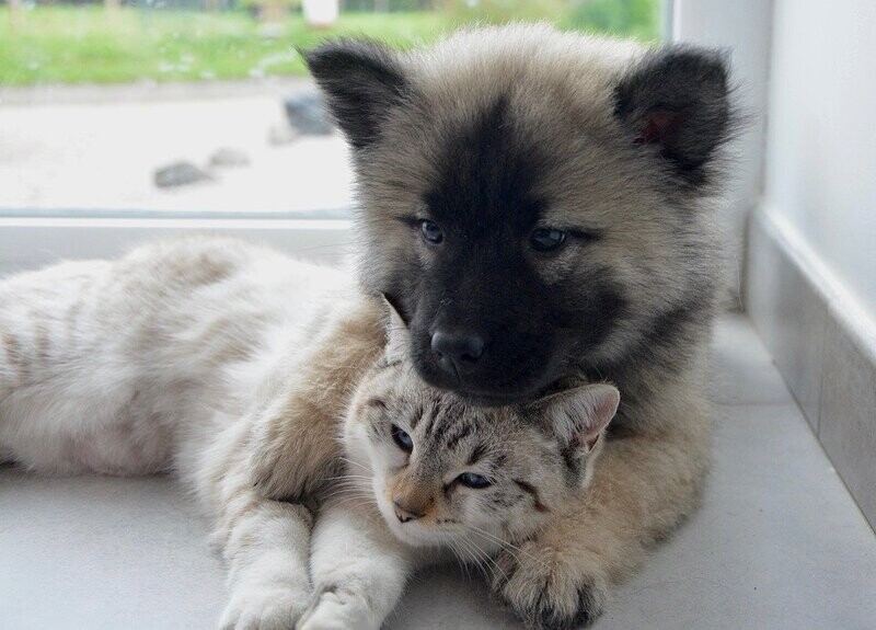 Osurnia Gel Auric Cani 2 Tubi Osurnia Gel Auric Cani 2 Tubi