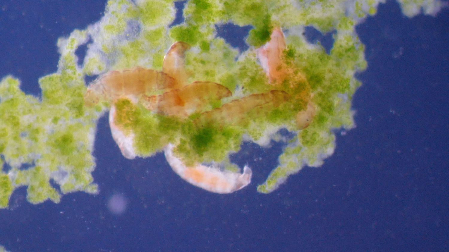 Bärtierchen Milnesium inceptum