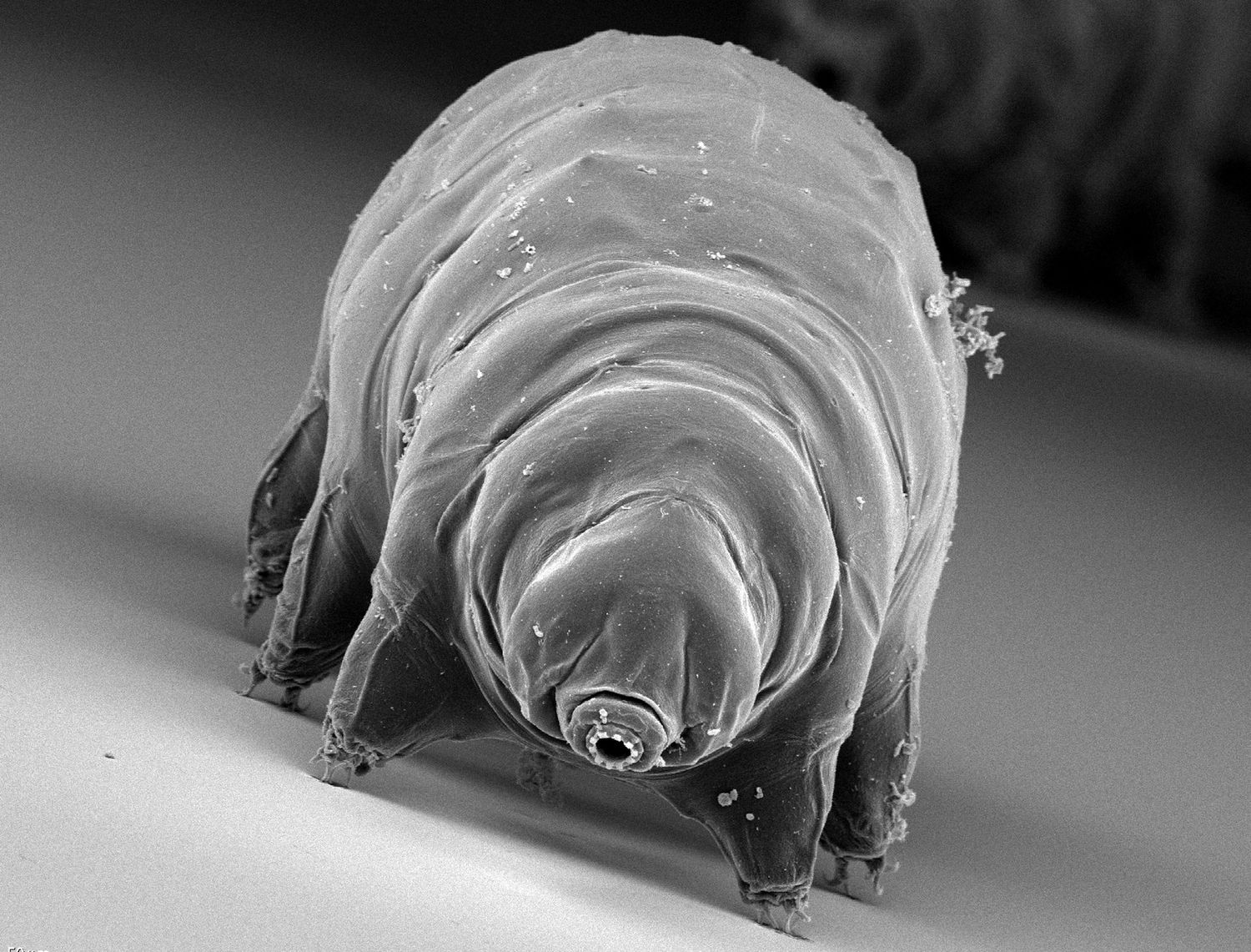 Bärtierchen Paramacrobiotus palaui