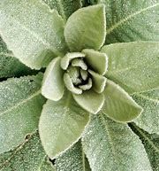 Mullein Flower