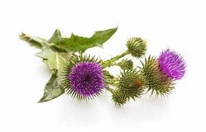 Milk Thistle