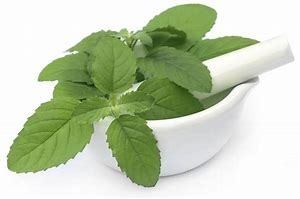 Basil