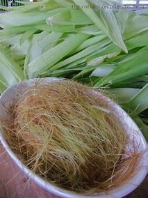 Shave Grass
