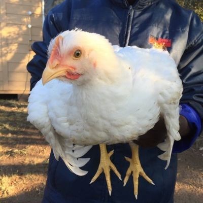 CHICKEN