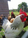 Chickens for sale