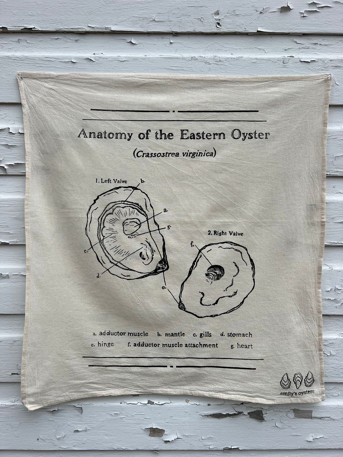 Oyster Anatomy Tea Towel