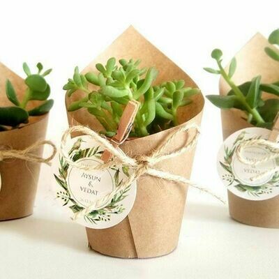 Wedding Favour Spekboom