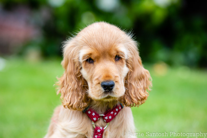 Pet / Animal Photography Shoot Gift Voucher