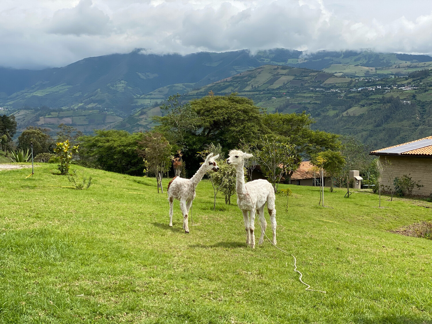 Manejo de Alpacas, Taller/ Charla/dìa