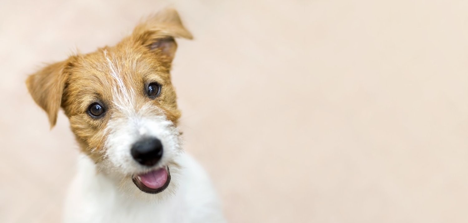 Pet Homeopathic Consultations
