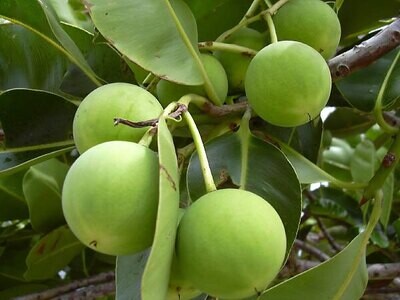 Dilo (Tamanu Oil) Before and After