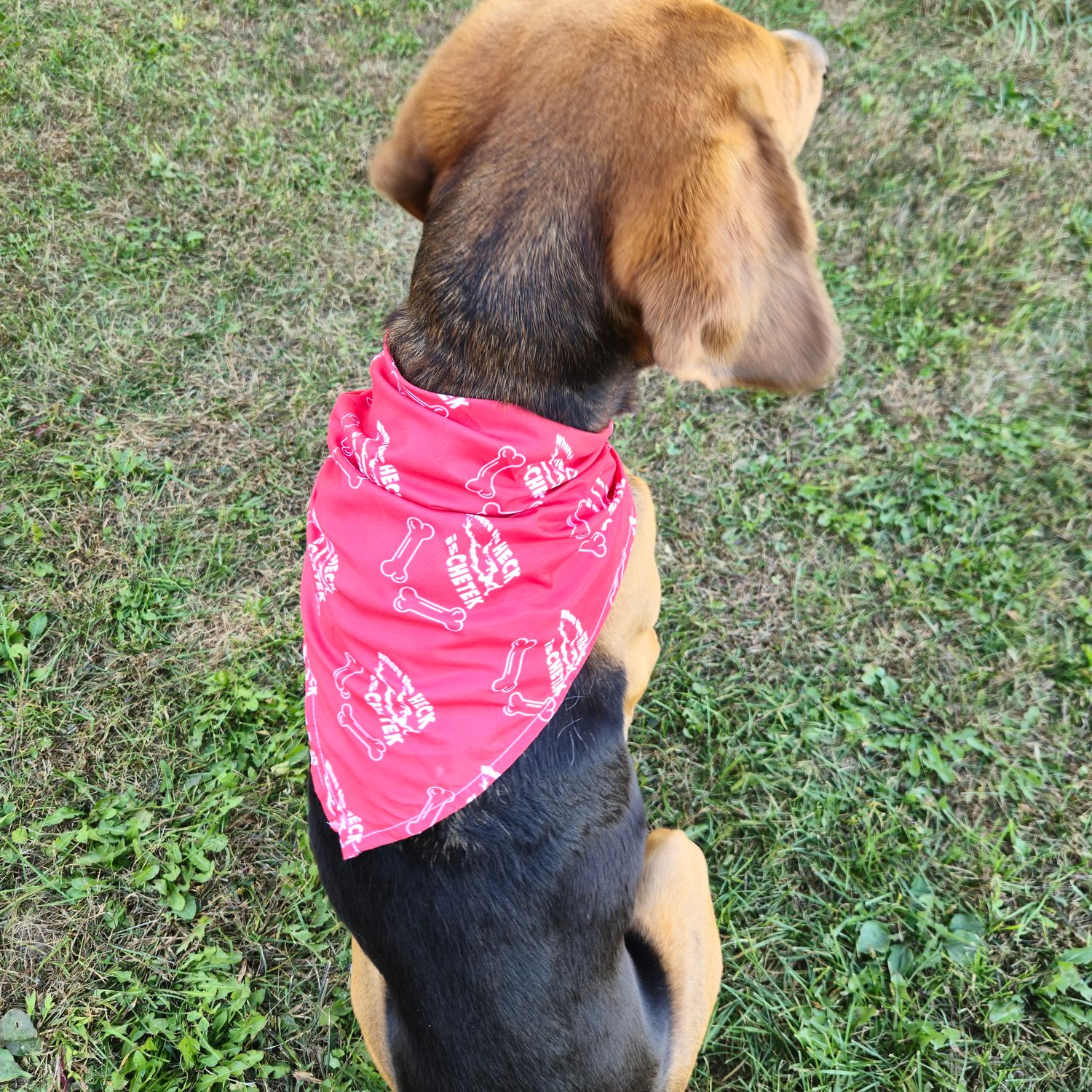 Red Dogdana