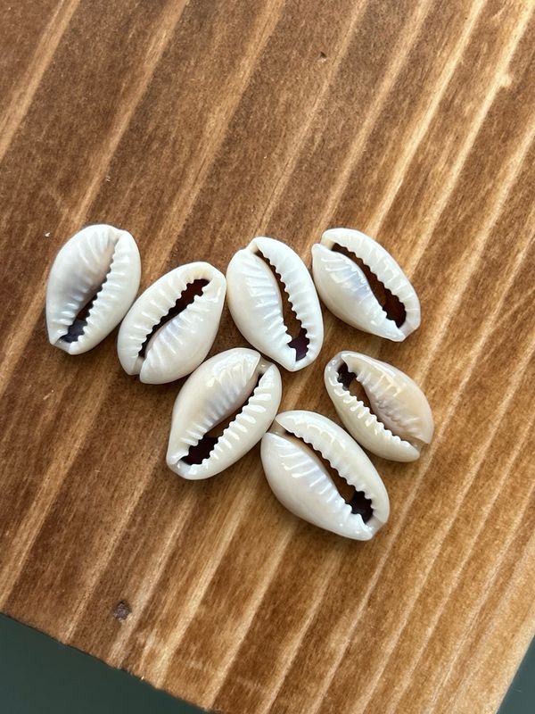 Cowrie Shell