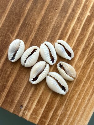 Cowrie Shell Cowrie Shell