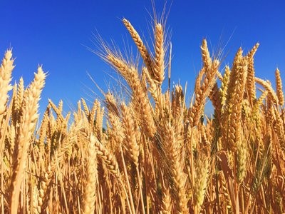 Organic Grains