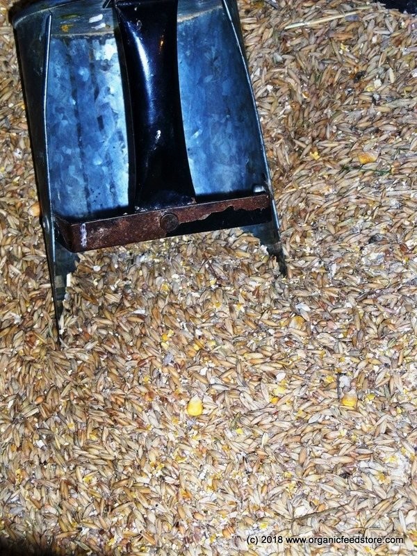 Poultry Scratch Grains