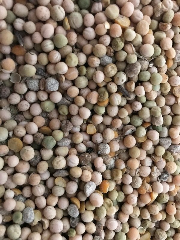 Peas Field - Whole