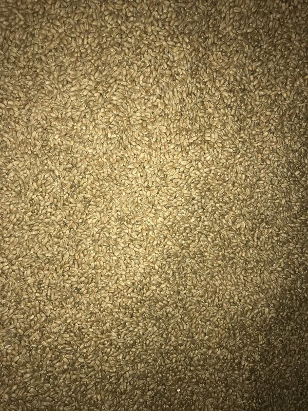 Whole Wheat