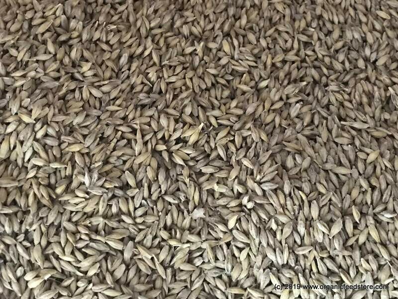 Barley Whole Grain